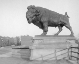 (Cast 1913) 4 bronze buffalos located at both ends of the Q Street Bridge in Georgetown, Washington, D.C.